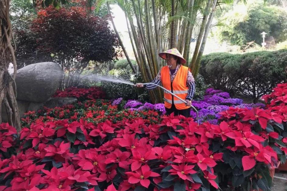 公園花草租擺養(yǎng)護(hù)
